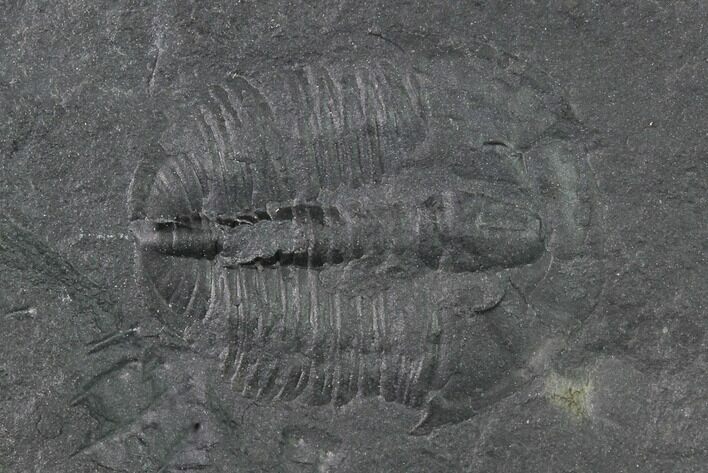 Elrathia Trilobite Fossil - House Range - Utah #138789